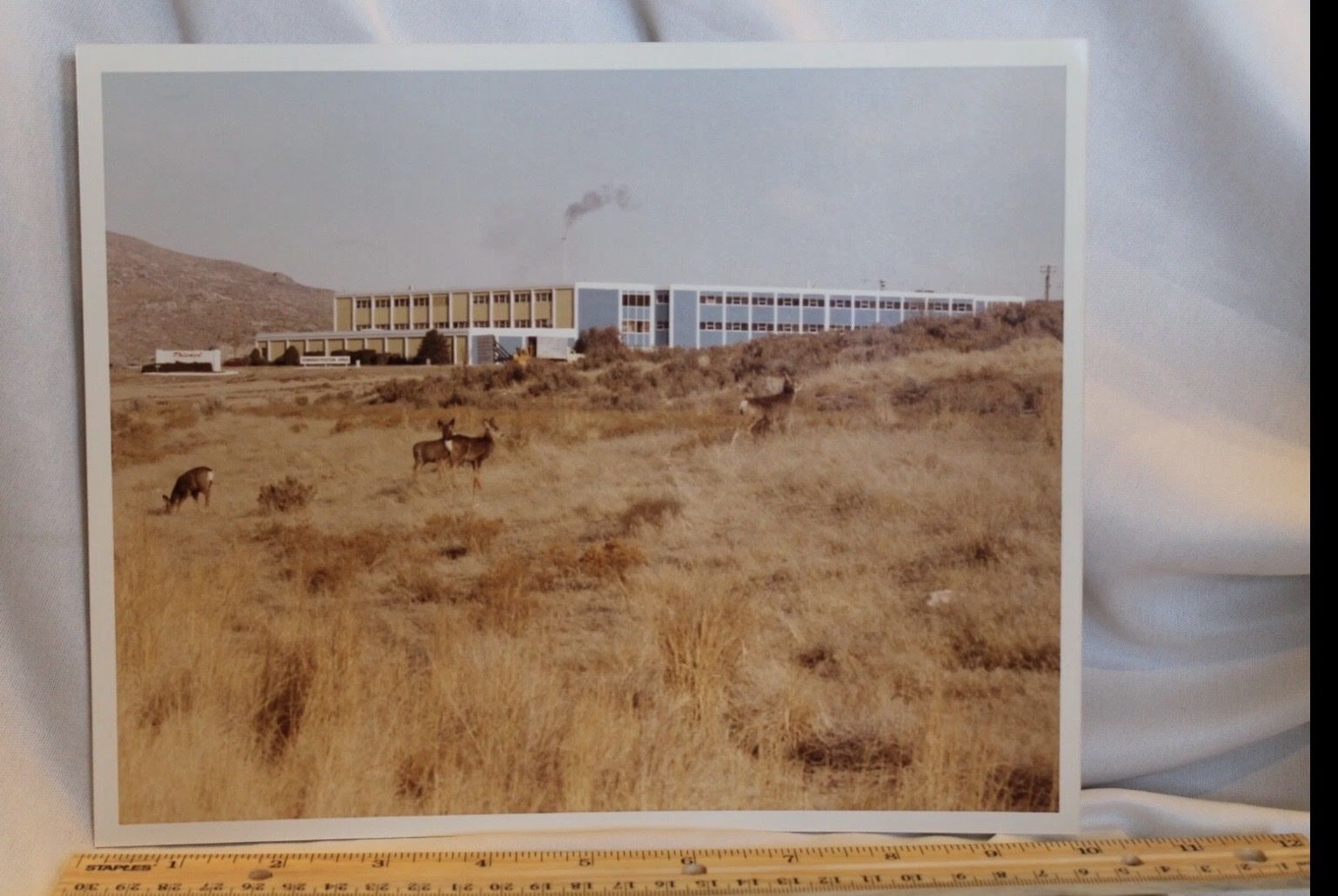 Utah Wildlife Nature Deer 8X10 Thiokol Corp Wasatch Division Photo Vtg 1979