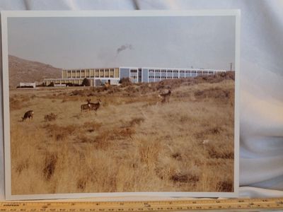 Utah Wildlife Nature Deer 8X10 Thiokol Corp Wasatch Division Photo Vtg 1979