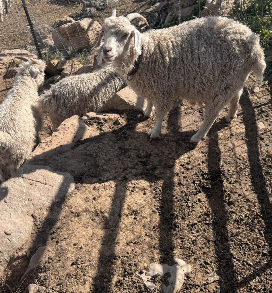 White Angora Goat Herd