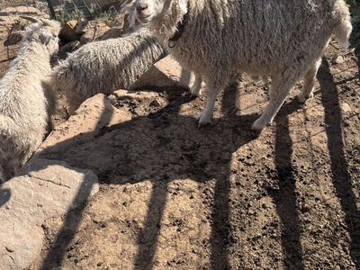 White Angora Goat Herd