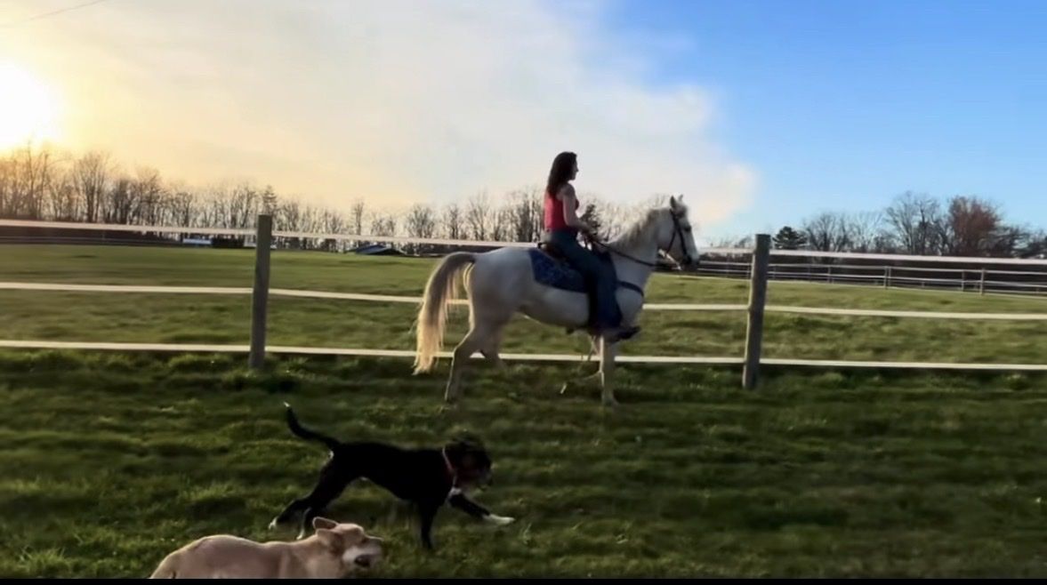Amazing 5-Year-Old Gaited Kentucky Mountain – Trail Ready * Dream Horse*
