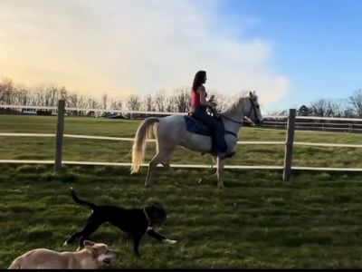 Amazing 5-Year-Old Gaited Kentucky Mountain – Trail Ready * Dream Horse*