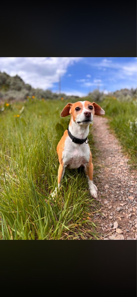 Lost Dog: Small Mixed Breed (Not Greyhound) - White & Tan, Black Collar - Last seen in West Jordan