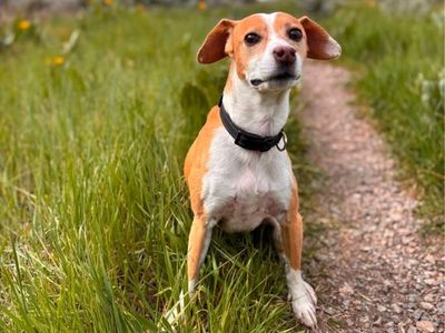 Lost Dog: Small Mixed Breed (Not Greyhound) - White & Tan, Black Collar - Last seen in West Jordan