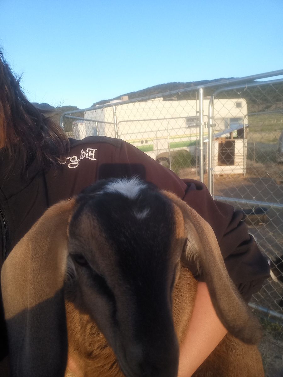 Mini Nubian Buckling