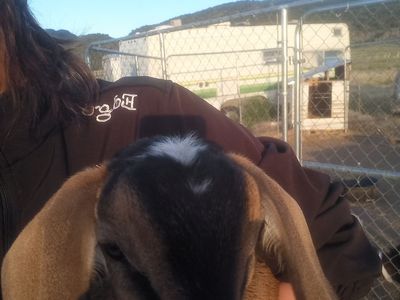 Mini Nubian Buckling