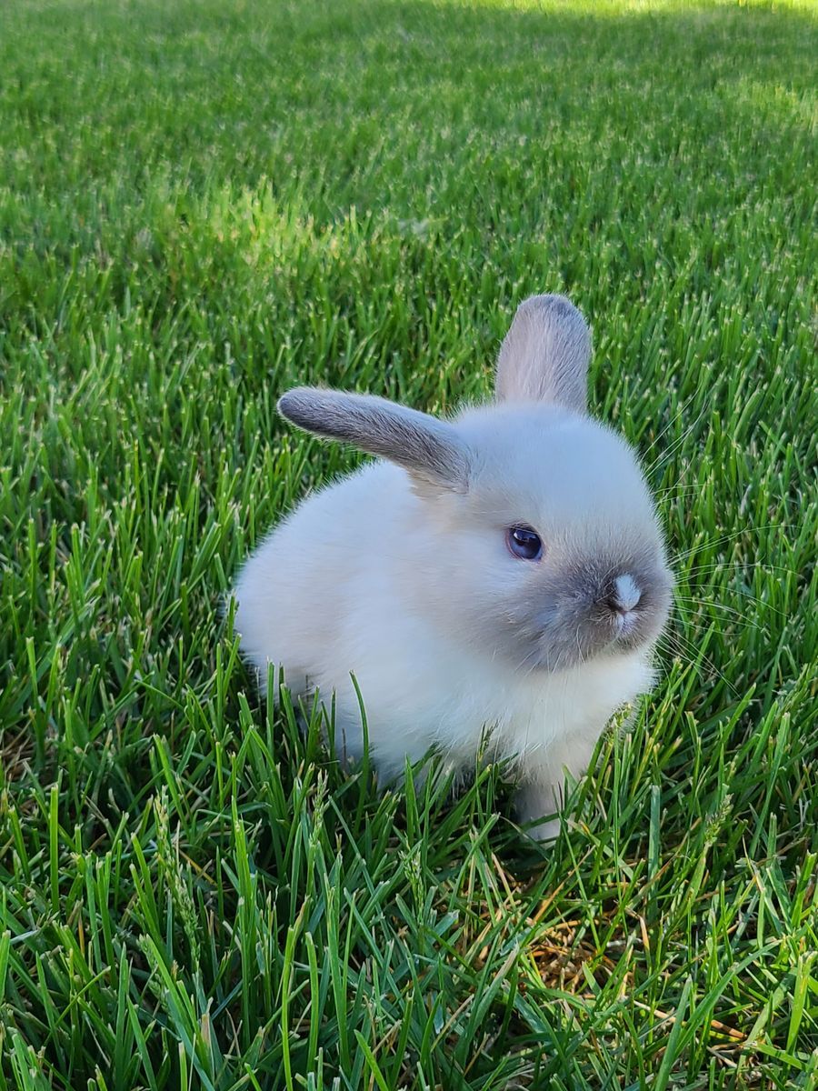 Purebred Holland Lop Bunnies