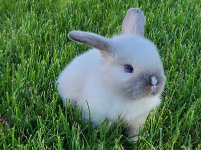 Purebred Holland Lop Bunnies