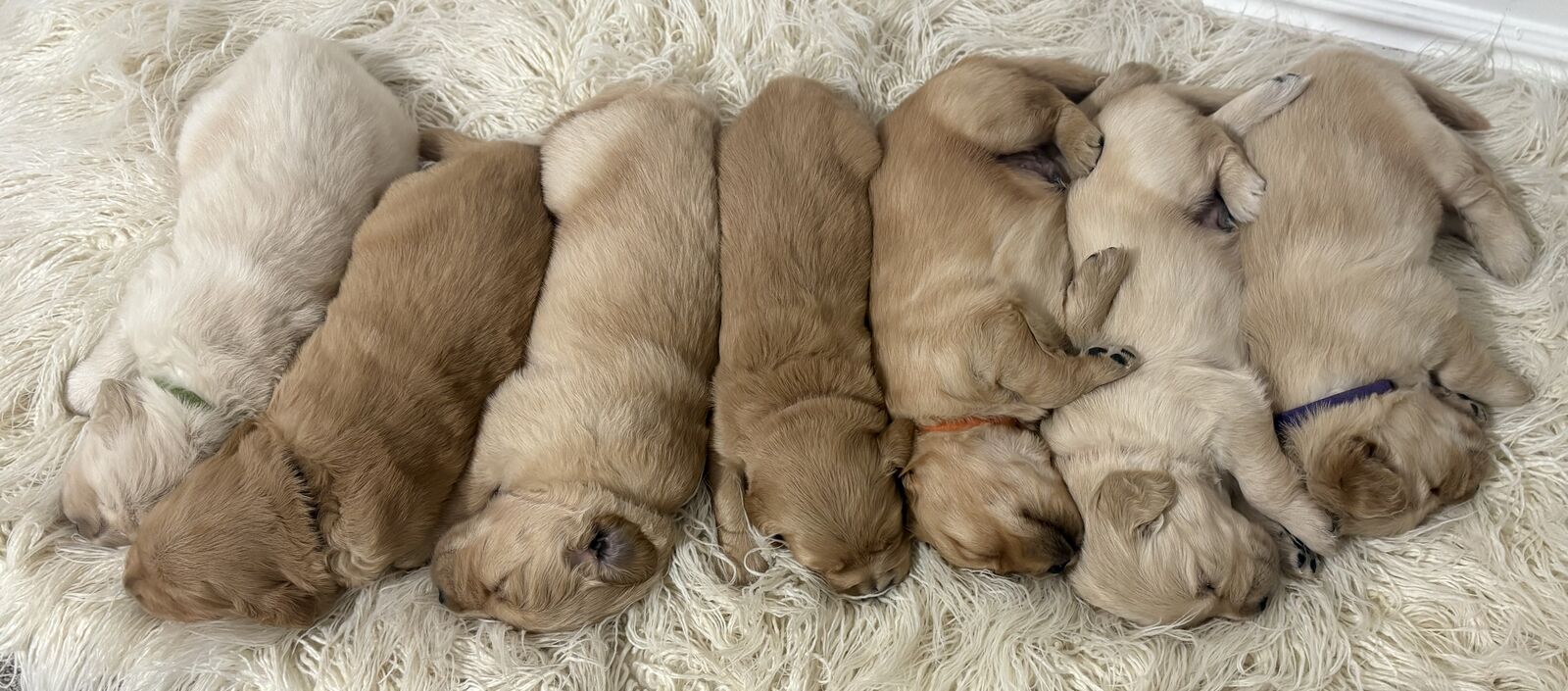 Golden Retriever Puppies