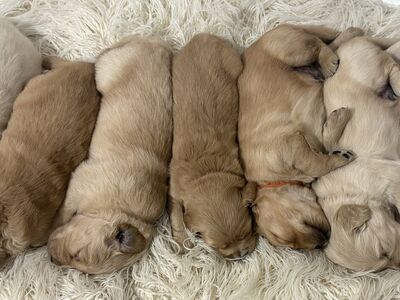 Golden Retriever Puppies