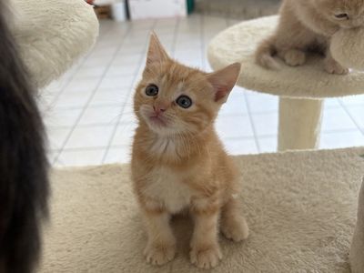 Kittens