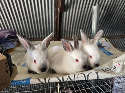 Californian meat rabbits