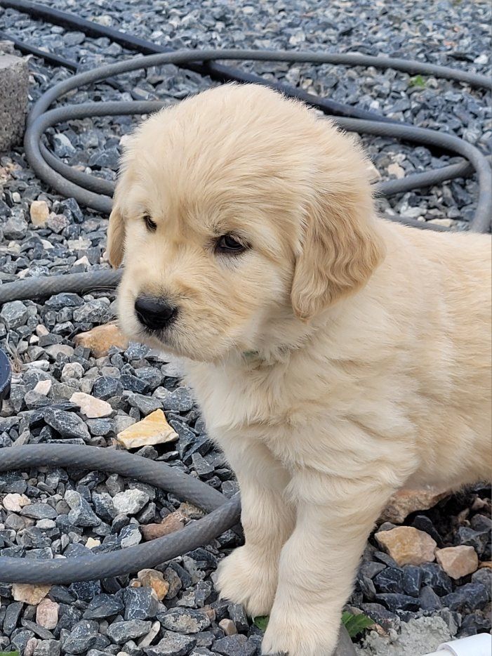 AKC Golden Retriever puppies