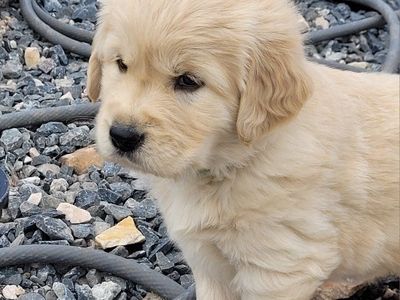 AKC Golden Retriever puppies
