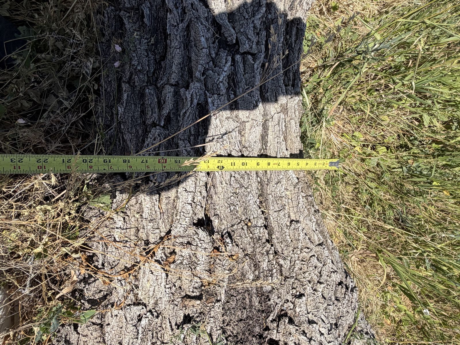Main image 6