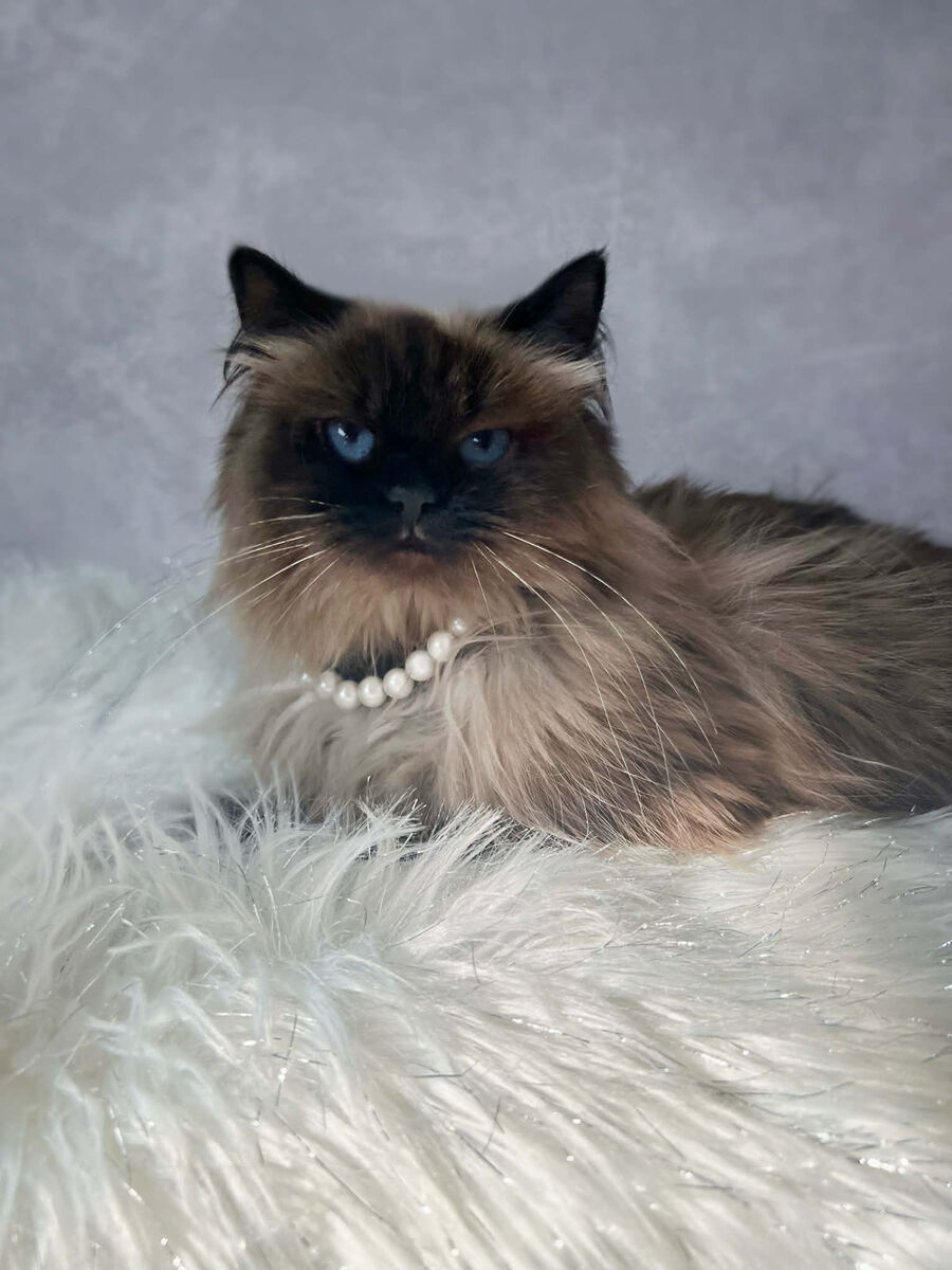 Diva - Spayed 3 yr old female