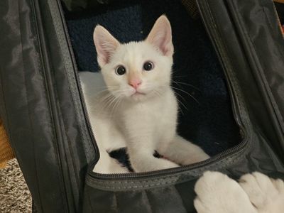 Bengal/Siamese mixed Kitten - (Male) Playful & loves to cuddle, Ready for New Home!