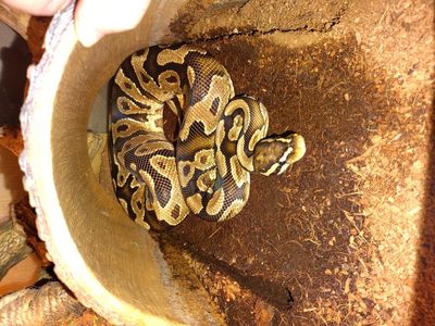 Beautiful Ball Python PLUS ENCLOSURE