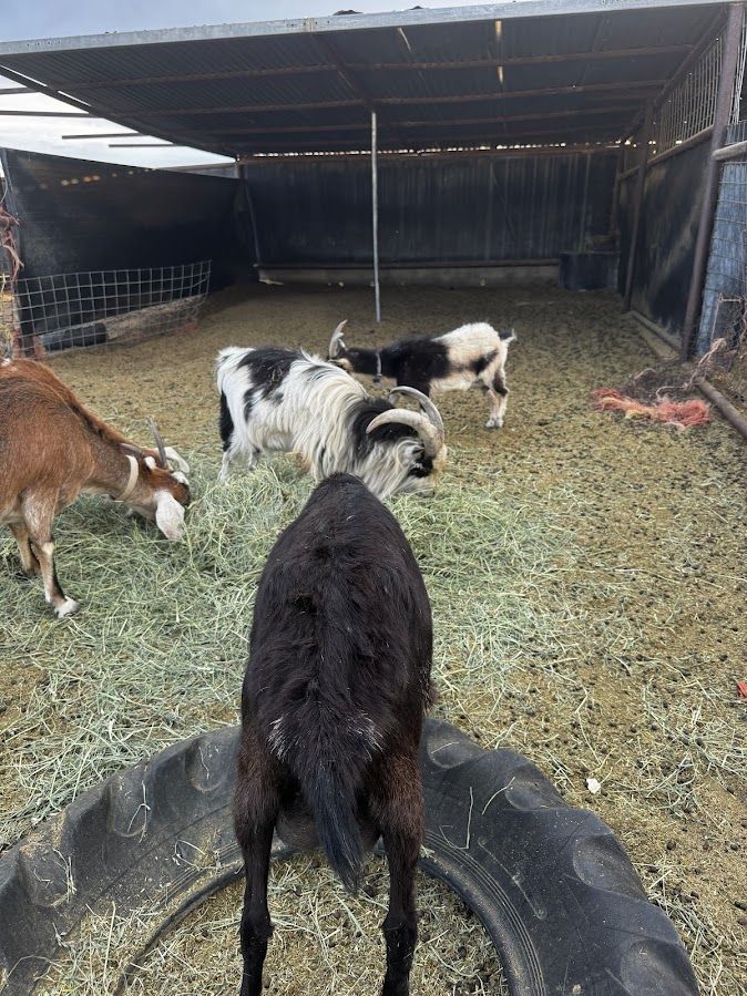 Goats