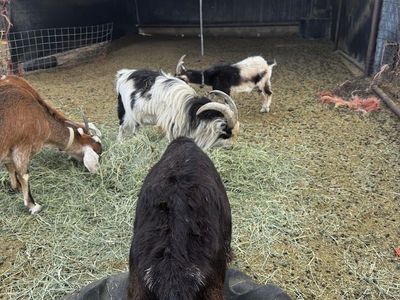 Goats
