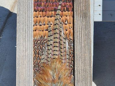 Pheasant Feather Art