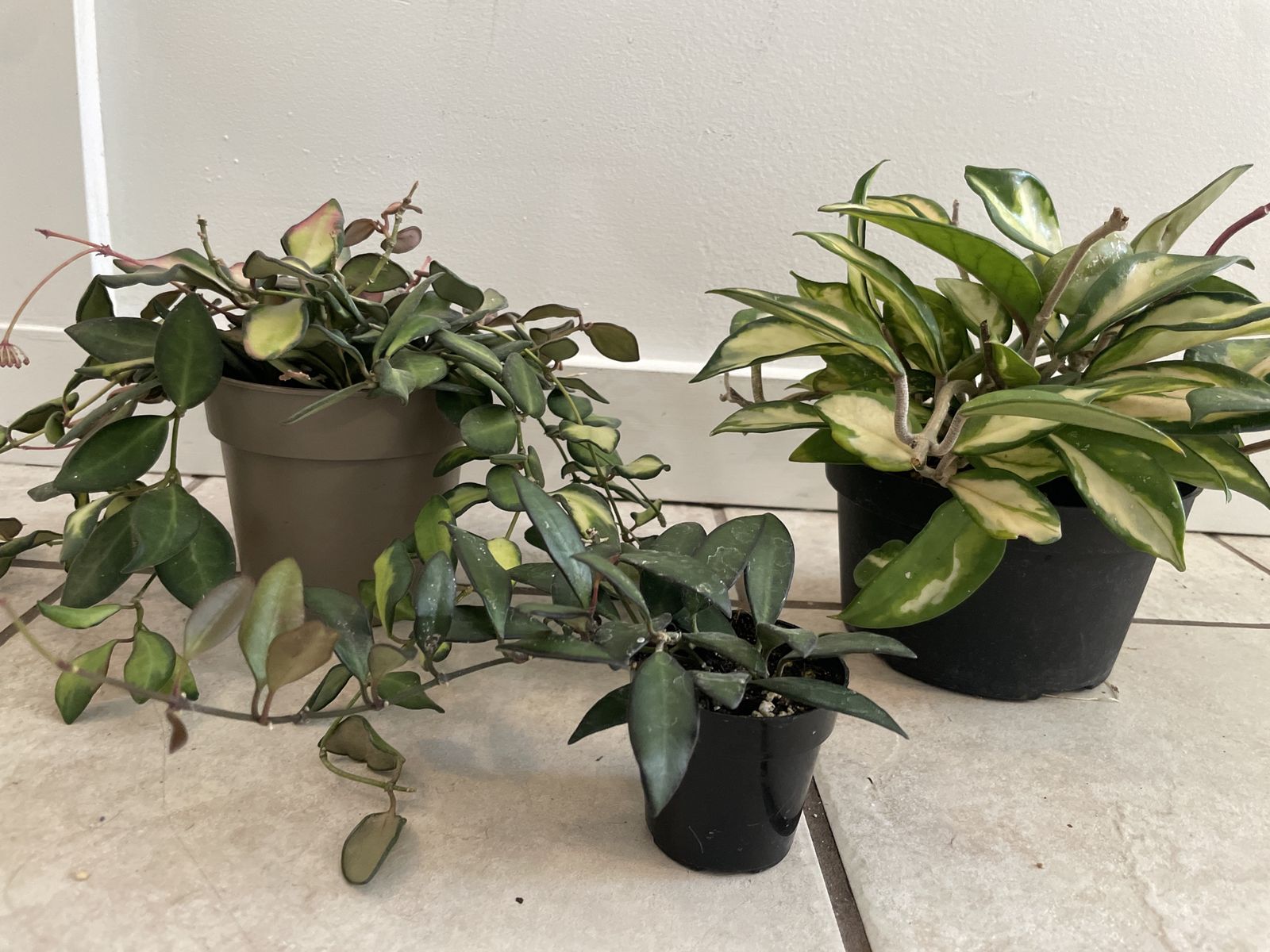 Hoya Bundle