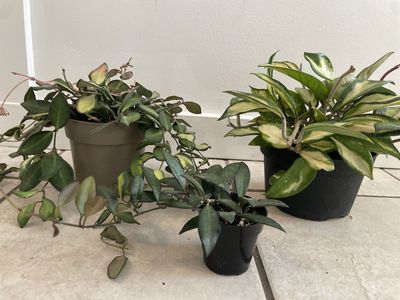 Hoya Bundle