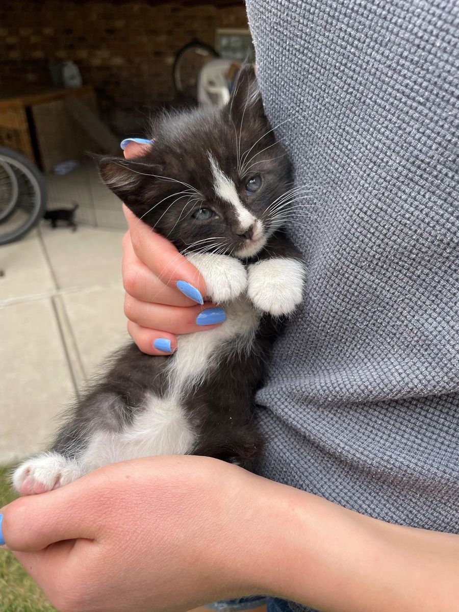 Adorable Kittens