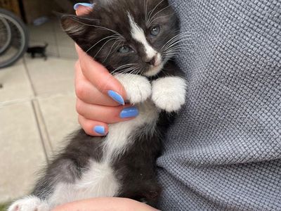 Adorable Kittens