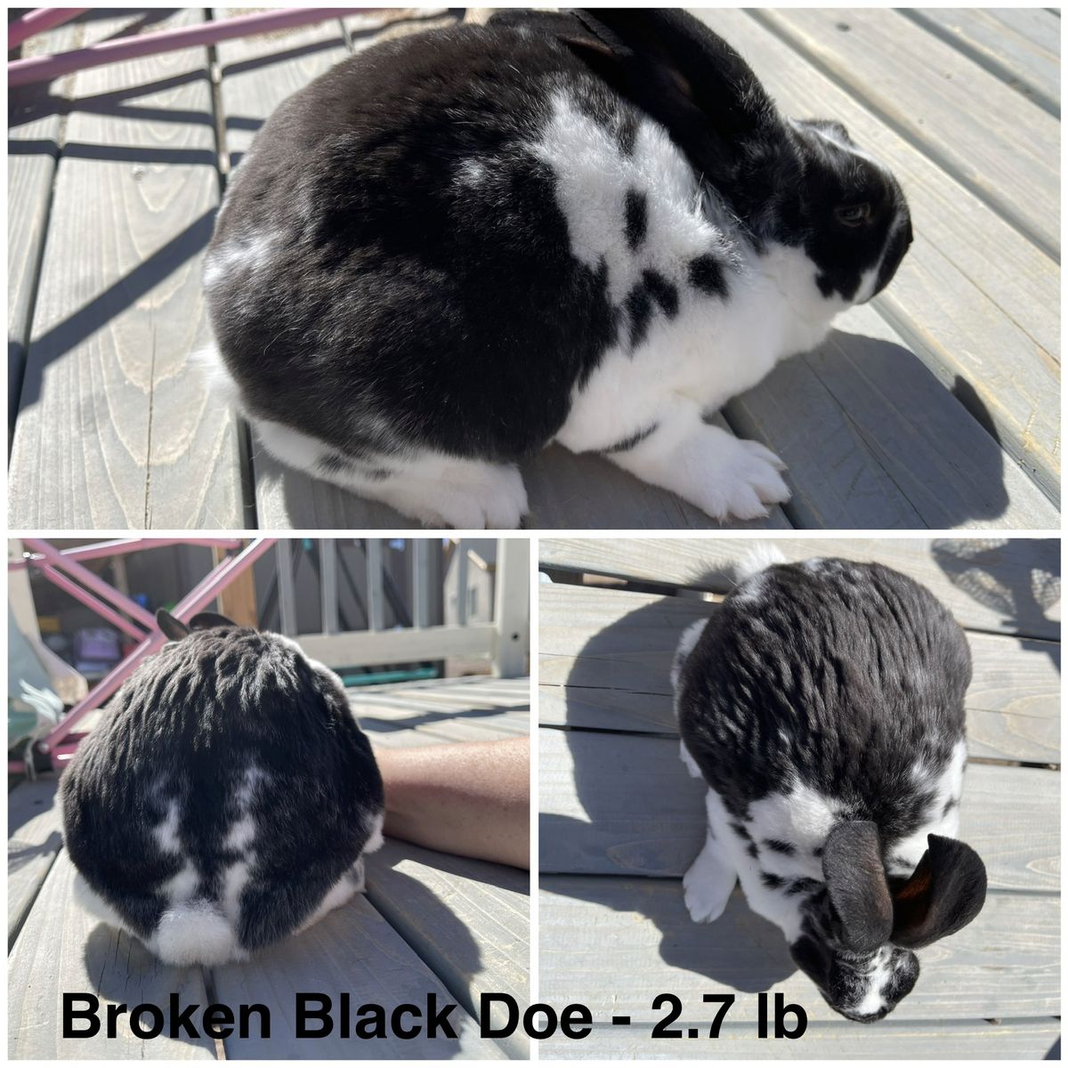 Purebred Rex Rabbits