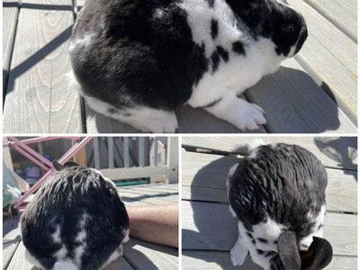 Purebred Rex Rabbits