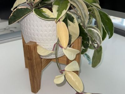 Hoya carnosa (outer variegated) - Plant