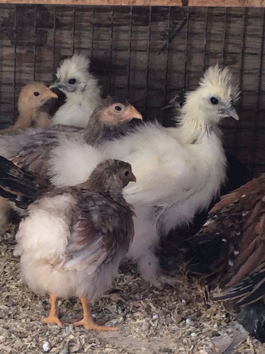 Bantam chicks