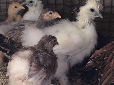 Bantam chicks