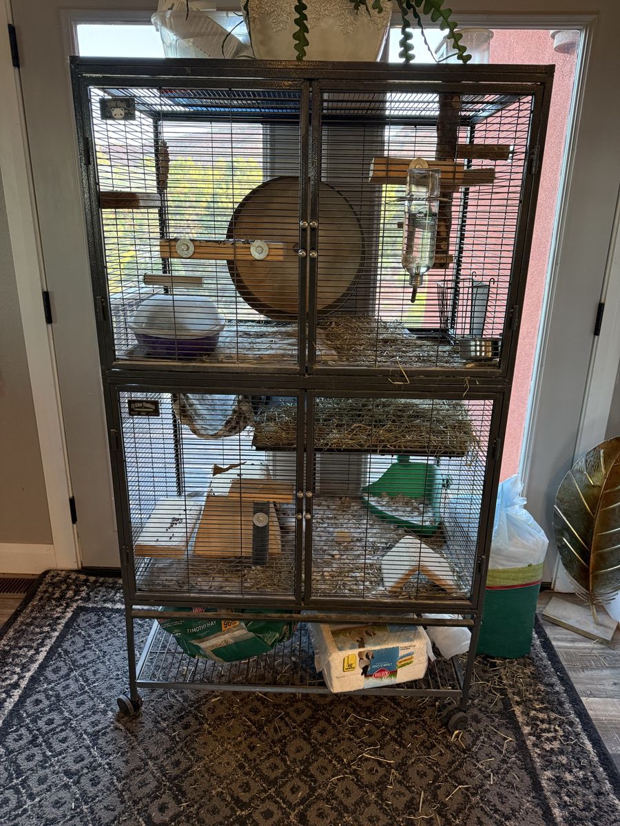 Two Adorable Chinchillas