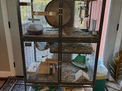 Two Adorable Chinchillas