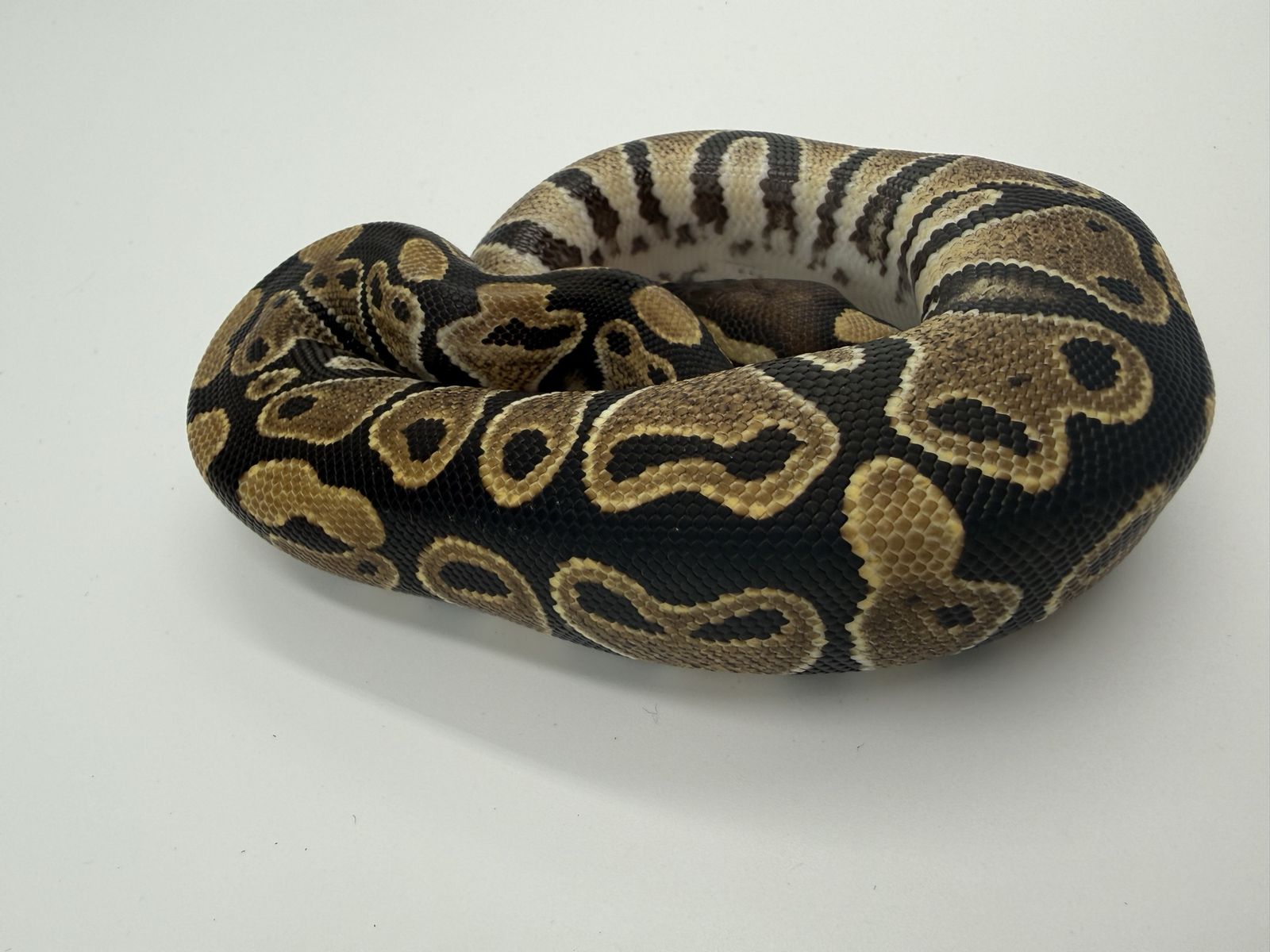 Main image 2