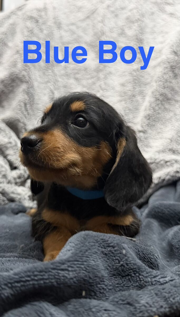 Miniature Dachshund Puppies  (Weiner Pups)