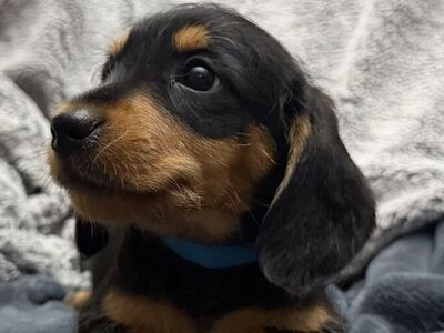 Miniature Dachshund Puppies (Weiner Pups)