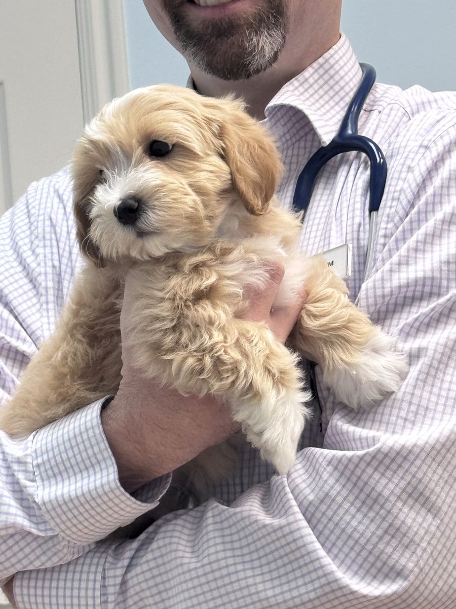 Adorable f1b Maltipoo’s