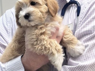 Adorable f1b Maltipoo’s