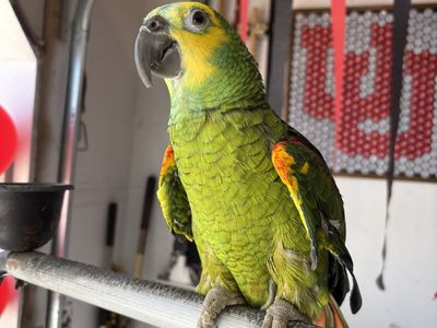 Amazon Parrott
