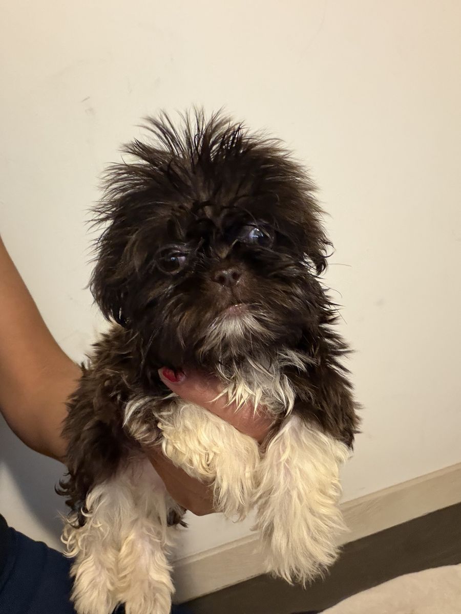 Shihtzu Shitzu Shih Tzu