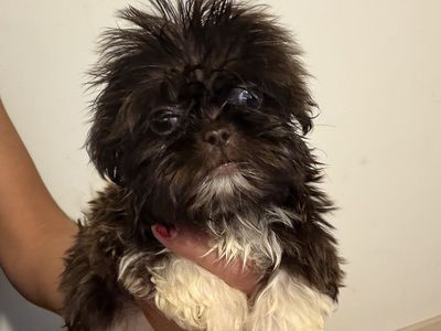 Shihtzu Shitzu Shih Tzu