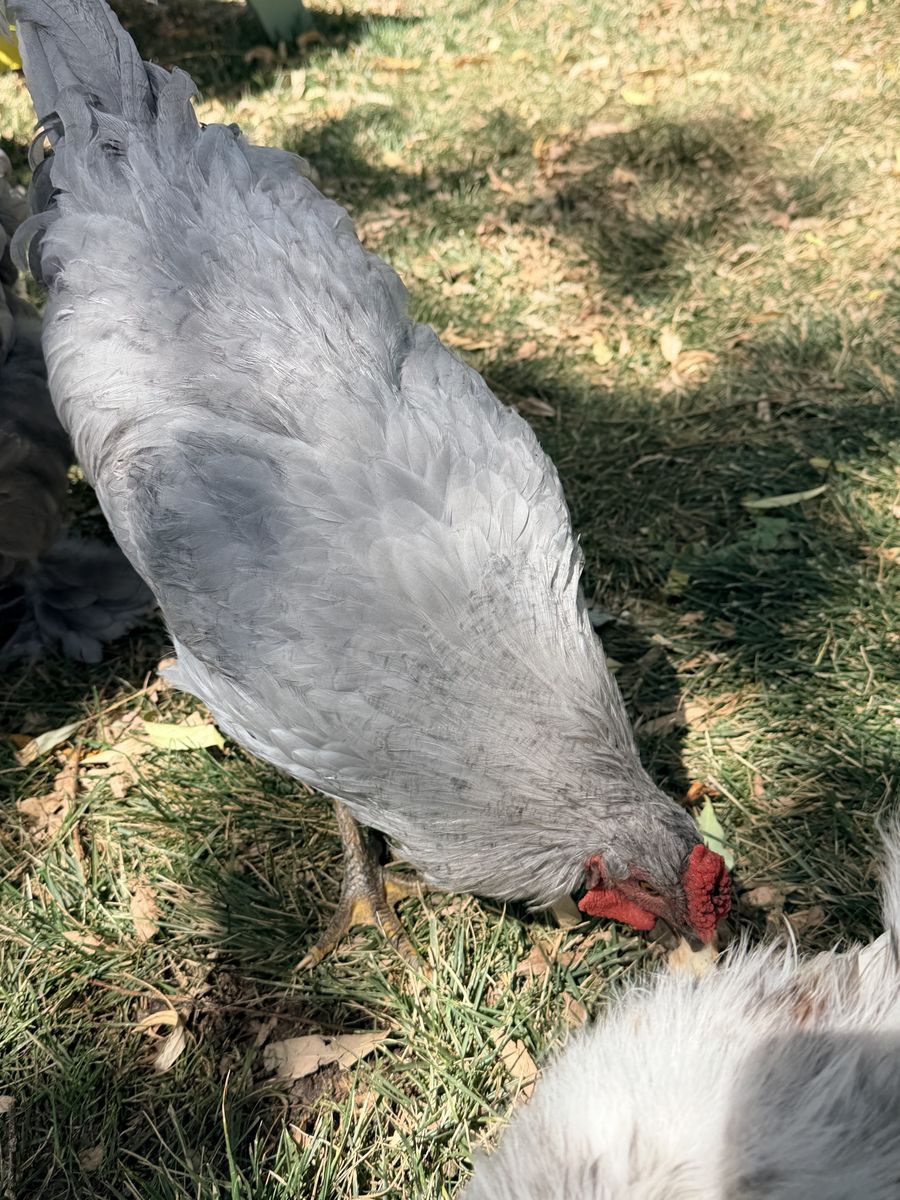 Lavender Orpington Rooster (free to no kill home)