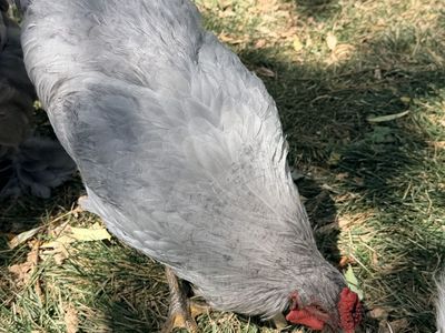 Lavender Orpington Rooster (free to no kill home)