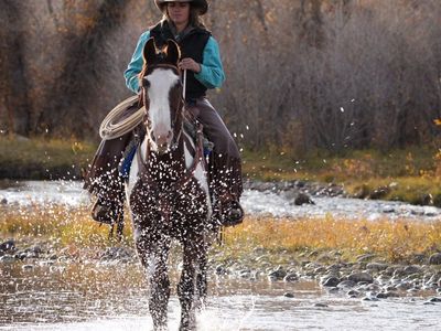 8 Year Old Ranch Gelding