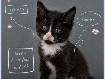 Adorable Long-Haired Kittens! Litter box trained, vaccinated, healthy, and loved!