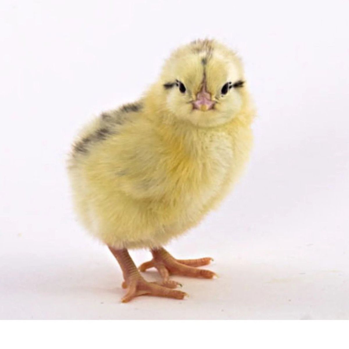 Delaware female chicks & pullets