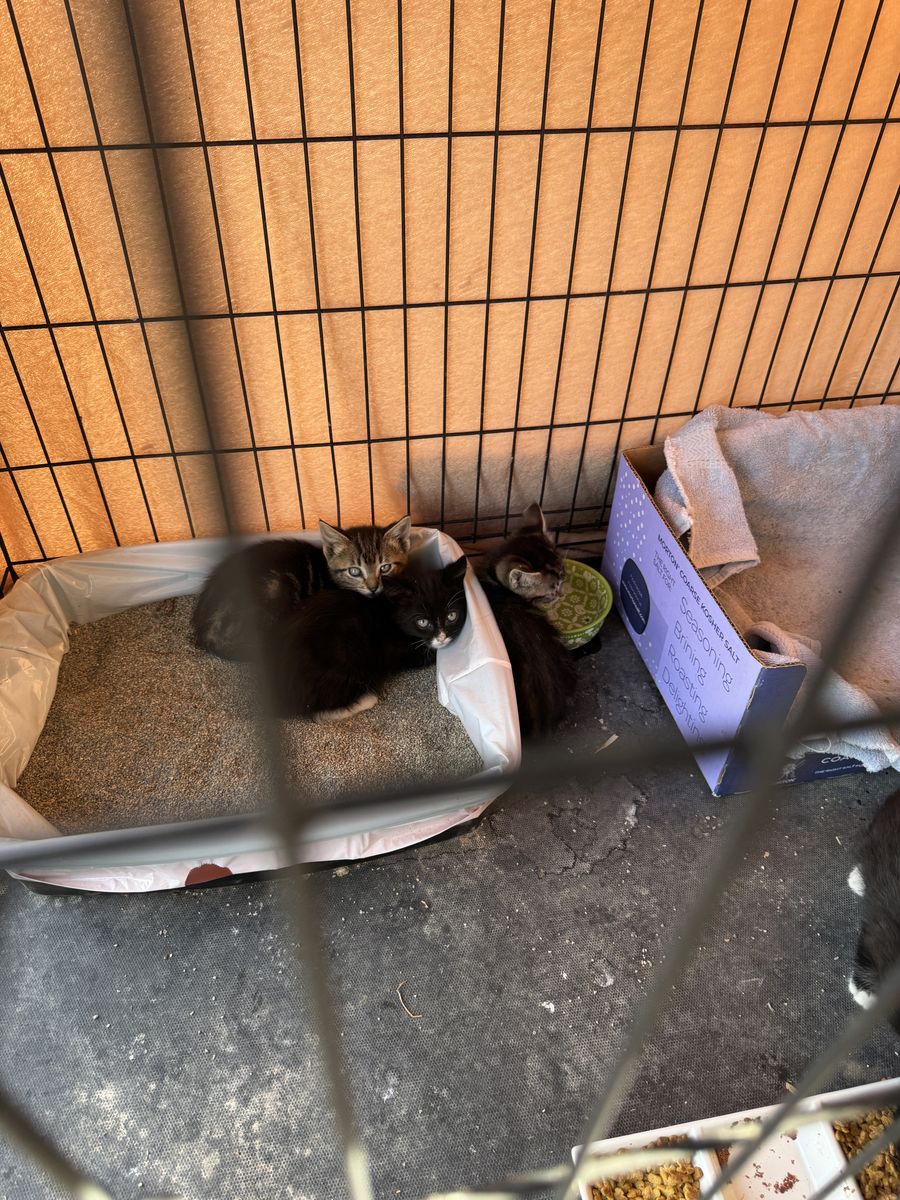 Free Kittens